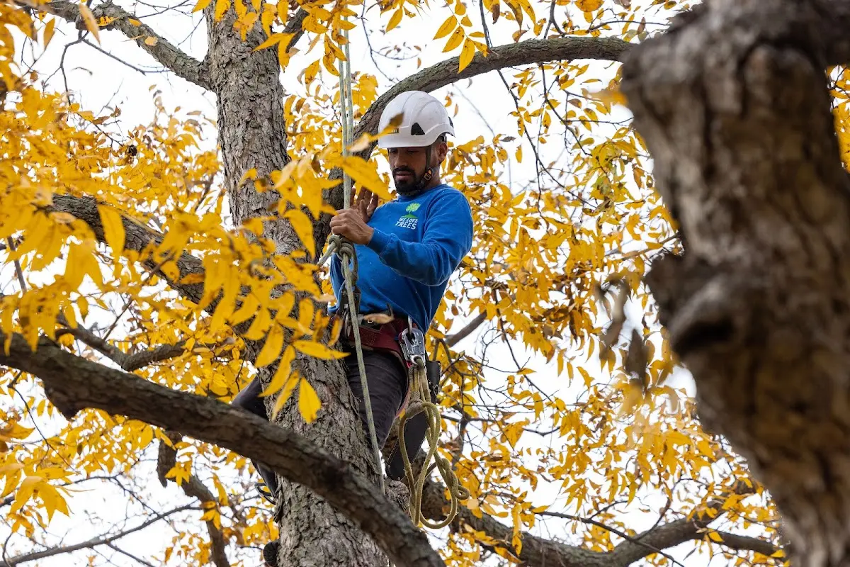 Skilled Emergency Tree Service crew working in Cunningham