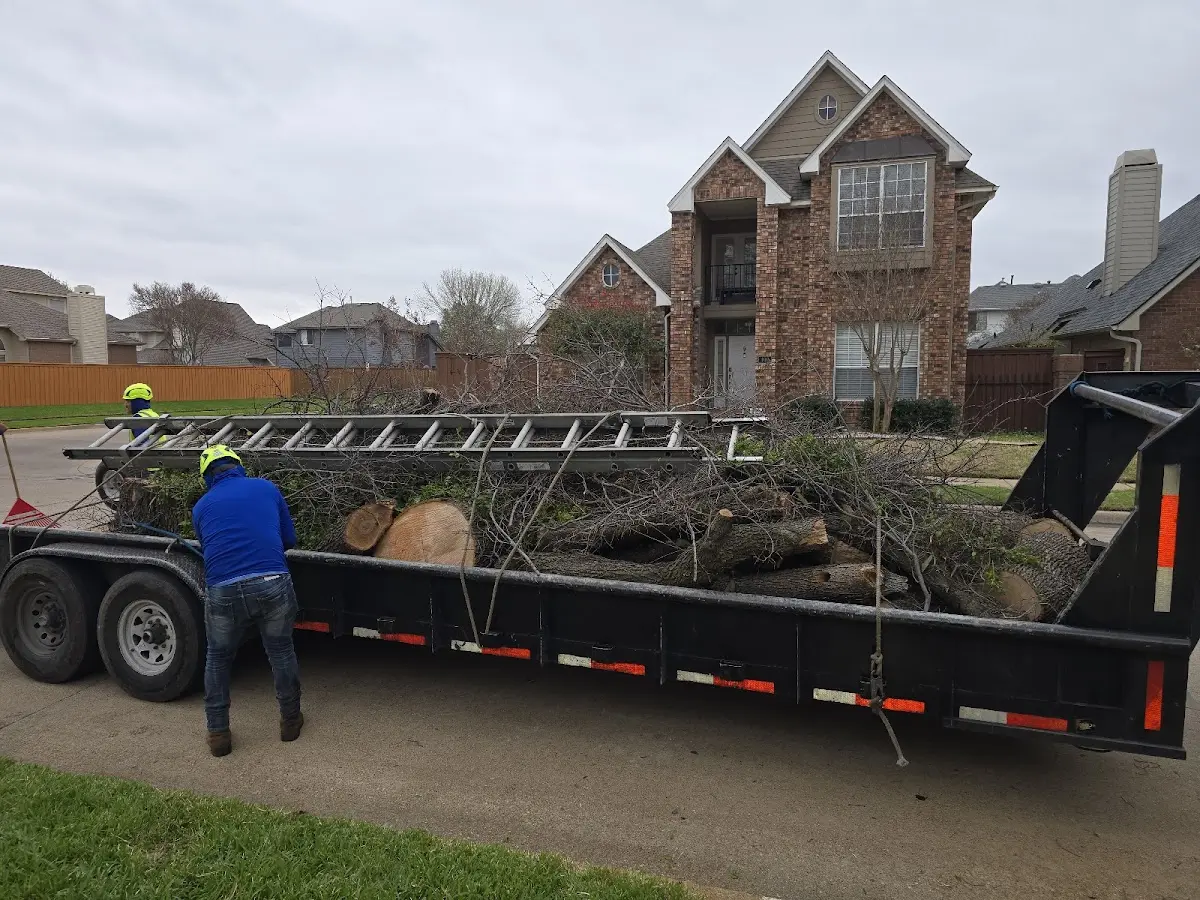 Expert Tree Fertilization with proper safety equipment in Cunningham